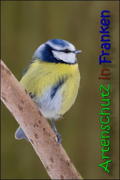 Copyright AiS Johannes Rother Bild zum Eintrag (63431-160)