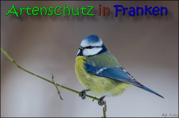 Copyright AiS Johannes Rother Bild zum Eintrag (63432-160)