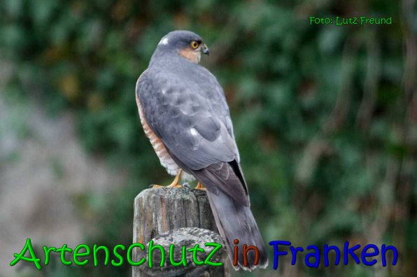 Copyright AiS Lutz Freund Bild zum Eintrag (63495-160)
