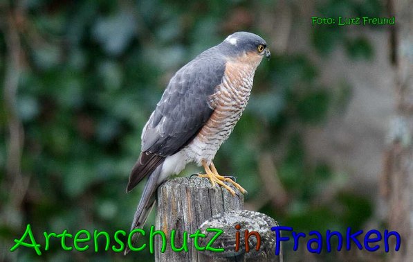 Copyright AiS Lutz Freund Bild zum Eintrag (63496-160)
