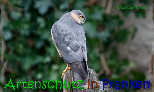 Copyright AiS Lutz Freund Bild zum Eintrag (63497-160)