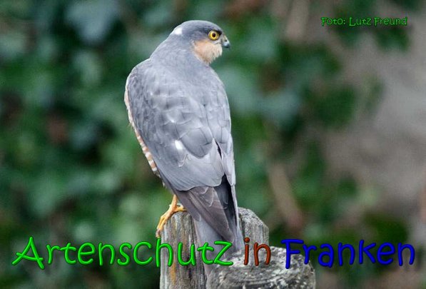 Copyright AiS Lutz Freund Bild zum Eintrag (63498-160)