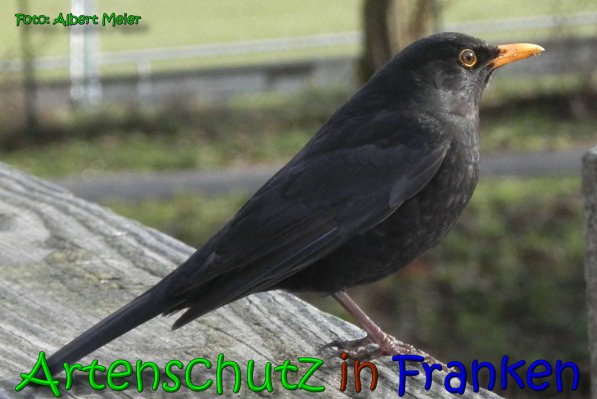 Copyright AiS Albert Meier Bild zum Eintrag (63521-160)