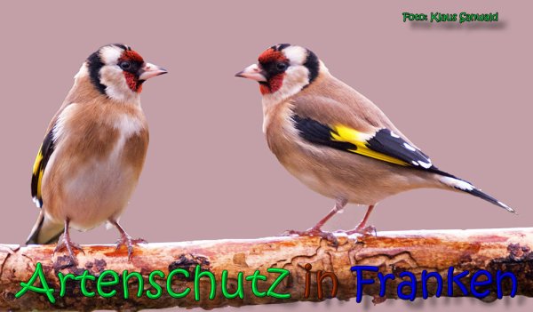 Copyright AiS Klaus Sanwald Bild zum Eintrag (63562-160)