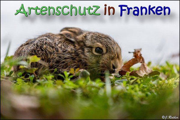 Copyright AiS Johannes Rother Bild zum Eintrag (63578-160)