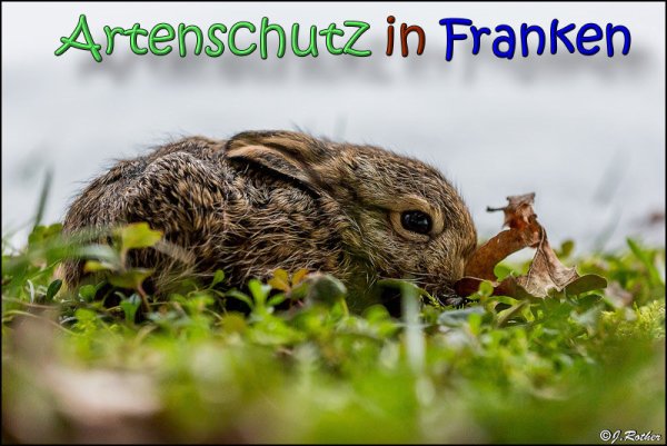 Copyright AiS Johannes Rother Bild zum Eintrag (63579-160)