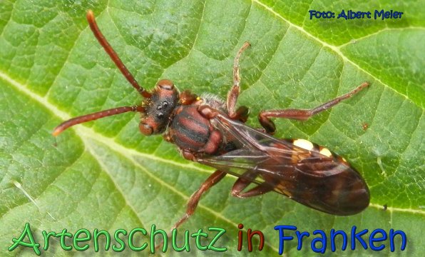 Copyright AiS Albert Meier Bild zum Eintrag (63629-160)