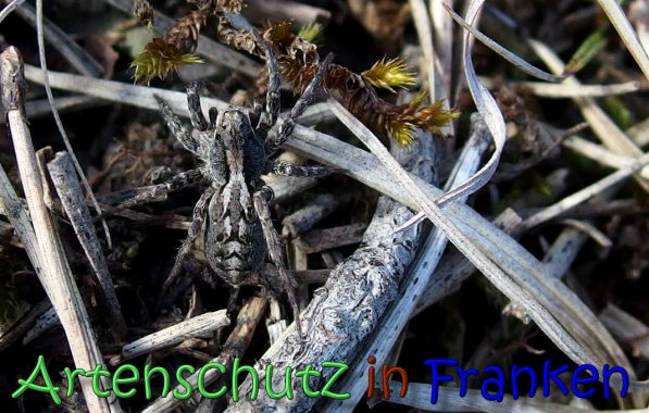 Copyright AiS Albert Meier Bild zum Eintrag (63702-160)