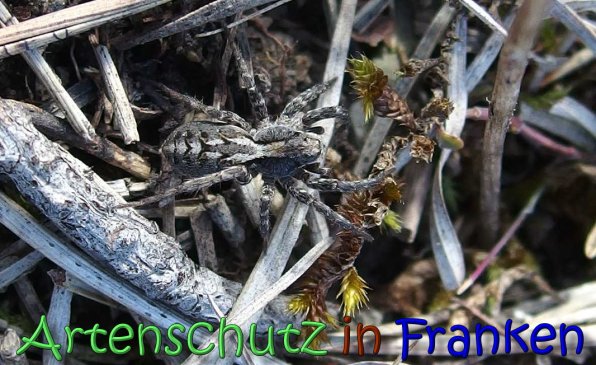 Copyright AiS Albert Meier Bild zum Eintrag (63703-160)