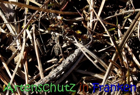 Copyright AiS Albert Meier Bild zum Eintrag (63704-160)