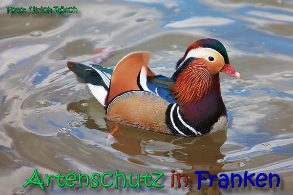 Copyright AiS Ulrich Rösch Bild zum Eintrag (63719-160)