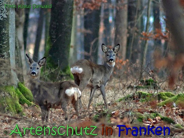 Copyright AiS Klaus Sanwald Bild zum Eintrag (63721-160)
