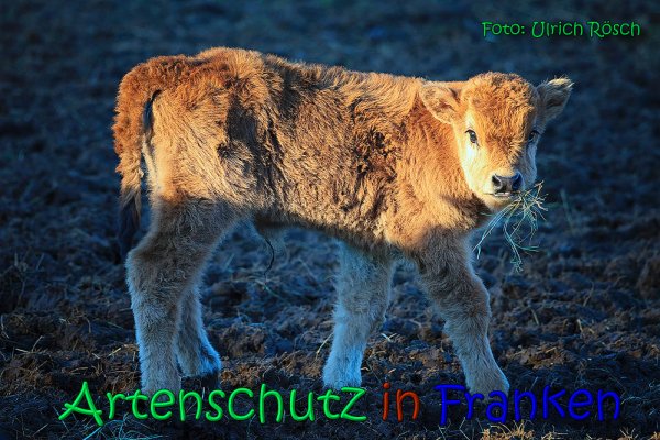Copyright AiS Ulrich Rösch Bild zum Eintrag (63754-160)