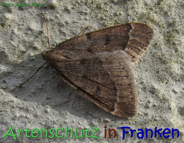 Copyright AiS Albert Meier Bild zum Eintrag (63759-160)
