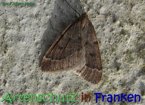 Copyright AiS Albert Meier Bild zum Eintrag (63760-160)