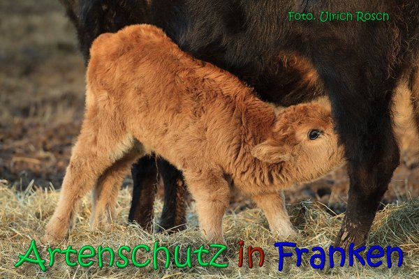 Copyright AiS Ulrich Rösch Bild zum Eintrag (63764-160)