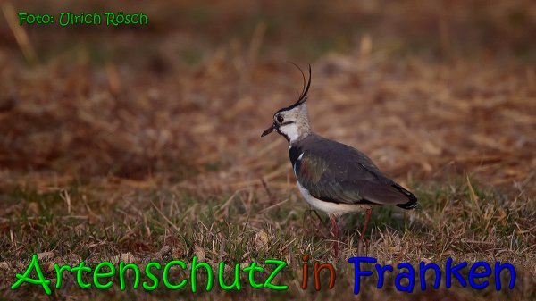 Copyright AiS Ulrich Rösch Bild zum Eintrag (63769-160)