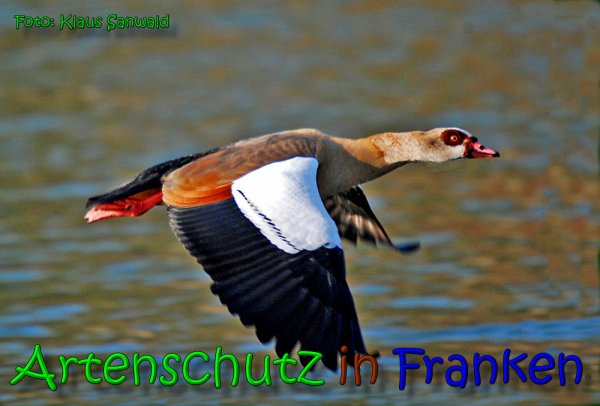 Copyright AiS Klaus Sanwald Bild zum Eintrag (63772-160)