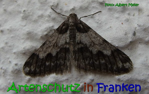 Copyright AiS Albert Meier Bild zum Eintrag (63787-160)