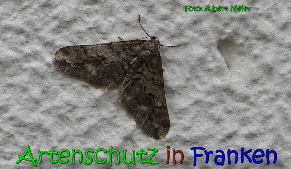 Copyright AiS Albert Meier Bild zum Eintrag (63788-160)