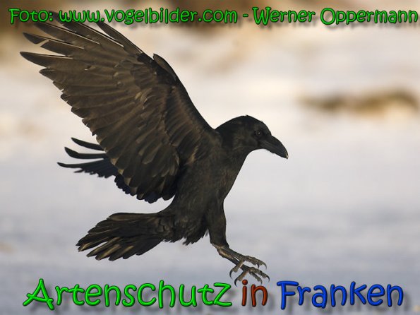 Copyright AiS Werner Oppermann Bild zum Eintrag (63822-160)