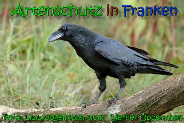 Copyright AiS Werner Oppermann Bild zum Eintrag (63824-160)