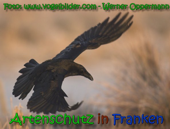 Copyright AiS www.vogelbilder.com Bild zum Eintrag (63826-160)