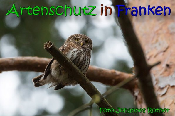 Copyright AiS Johannes Rother Bild zum Eintrag (63847-160)