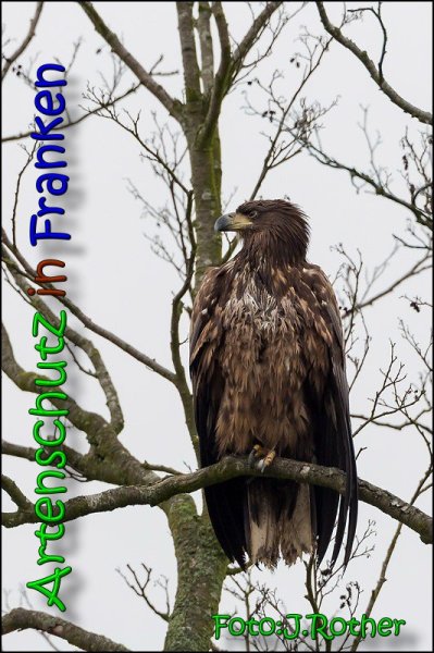 Copyright AiS Johannes Rother Bild zum Eintrag (63867-160)