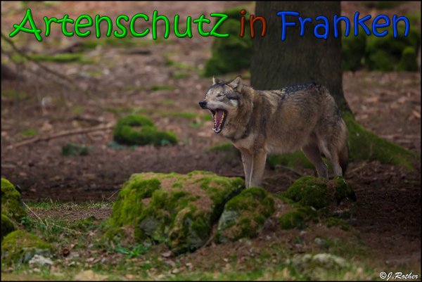 Copyright AiS Johannes Rother Bild zum Eintrag (63879-160)