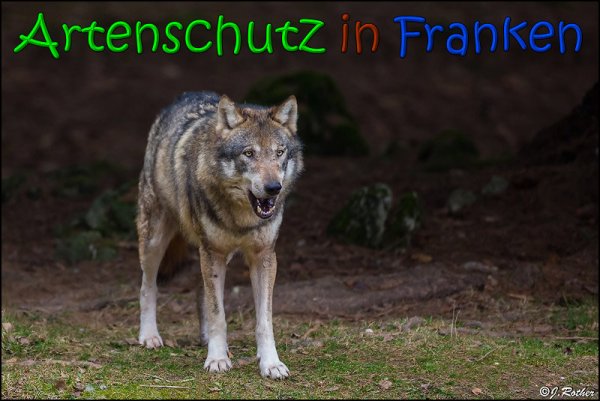 Copyright AiS Johannes Rother Bild zum Eintrag (63881-160)