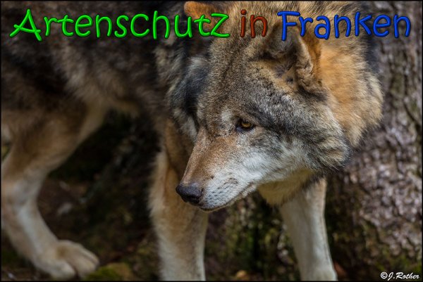 Copyright AiS Johannes Rother Bild zum Eintrag (63882-160)