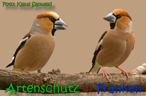 Copyright AiS Klaus Sanwald Bild zum Eintrag (63889-160)