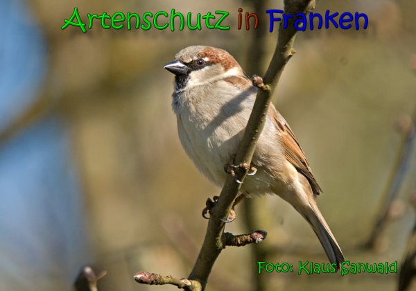 Copyright AiS Klaus Sanwald Bild zum Eintrag (63945-160)