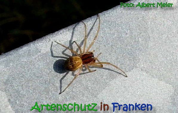 Copyright AiS Albert Meier Bild zum Eintrag (63966-160)