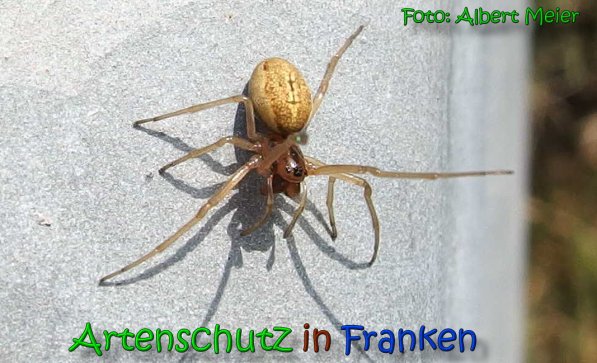 Copyright AiS Albert Meier Bild zum Eintrag (63967-160)