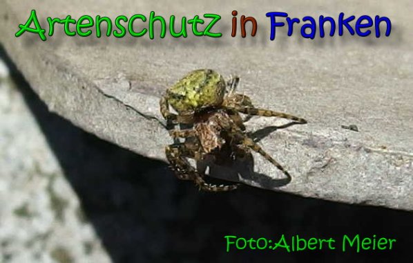 Copyright AiS Albert Meier Bild zum Eintrag (63981-160)