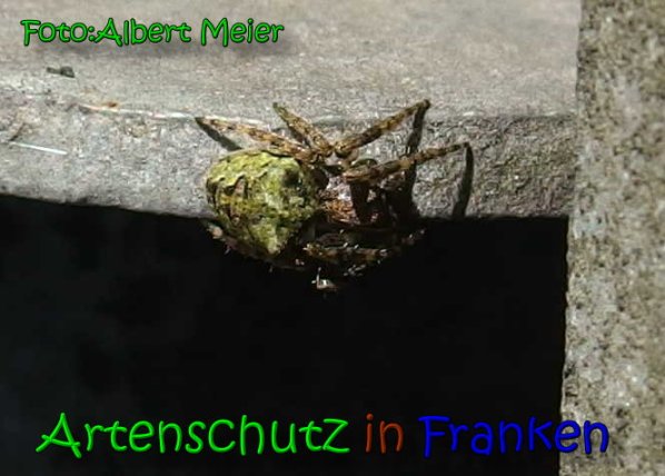 Copyright AiS Albert Meier Bild zum Eintrag (63982-160)