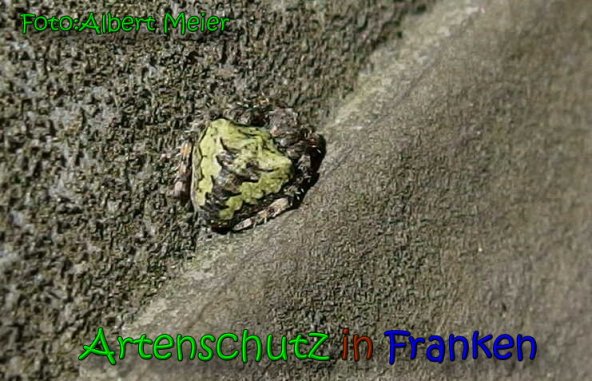 Copyright AiS Albert Meier Bild zum Eintrag (63983-160)