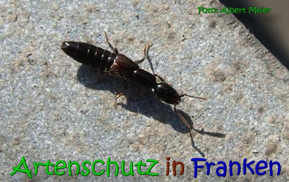Copyright AiS Albert Meier Bild zum Eintrag (63990-160)