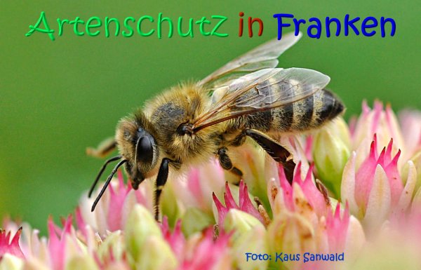 Copyright AiS Klaus Sanwald Bild zum Eintrag (64272-160)