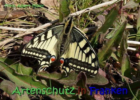 Copyright AiS Albert Meier Bild zum Eintrag (64309-160)