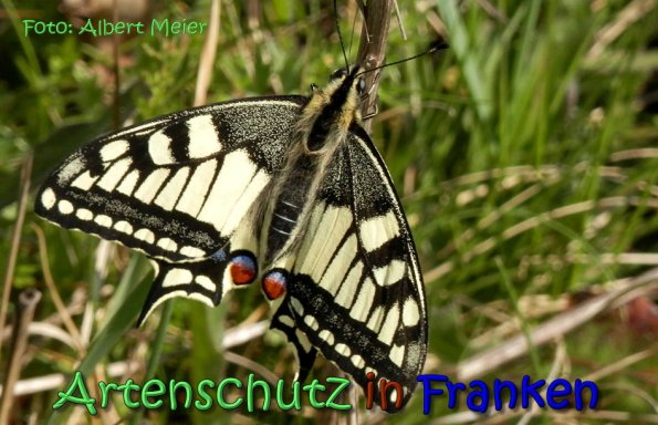Copyright AiS Albert Meier Bild zum Eintrag (64311-160)