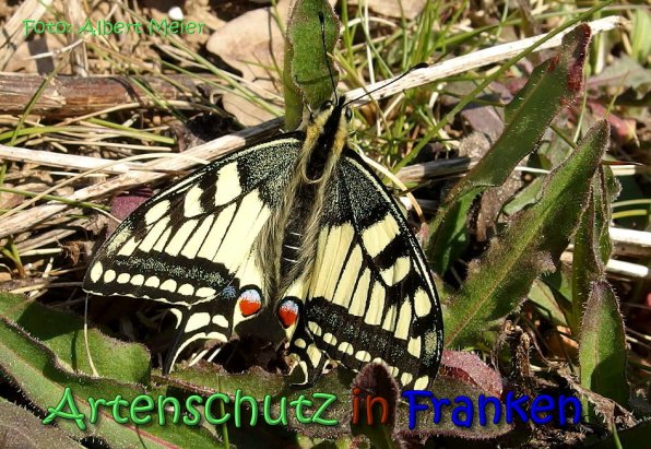 Copyright AiS Albert Meier Bild zum Eintrag (64313-160)