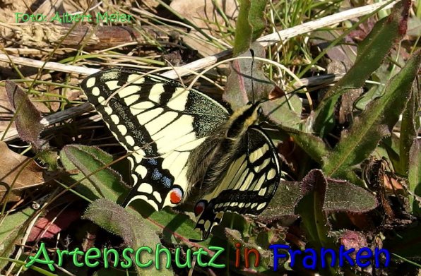 Copyright AiS Albert Meier Bild zum Eintrag (64314-160)