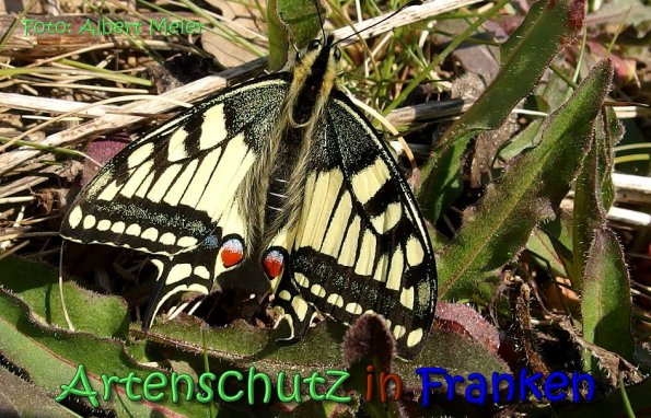 Copyright AiS Albert Meier Bild zum Eintrag (64315-160)