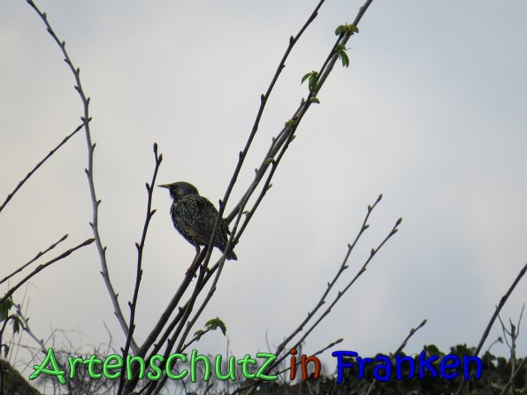 Copyright AiS Jakobi Bild zum Eintrag (64403-160)