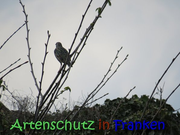 Copyright AiS Jakobi Bild zum Eintrag (64404-160)