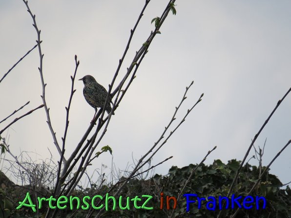 Copyright AiS Jakobi Bild zum Eintrag (64405-160)