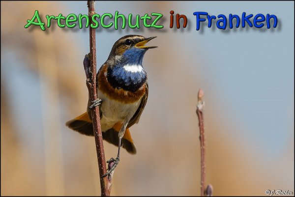 Copyright AiS Johannes Rother Bild zum Eintrag (64409-160)